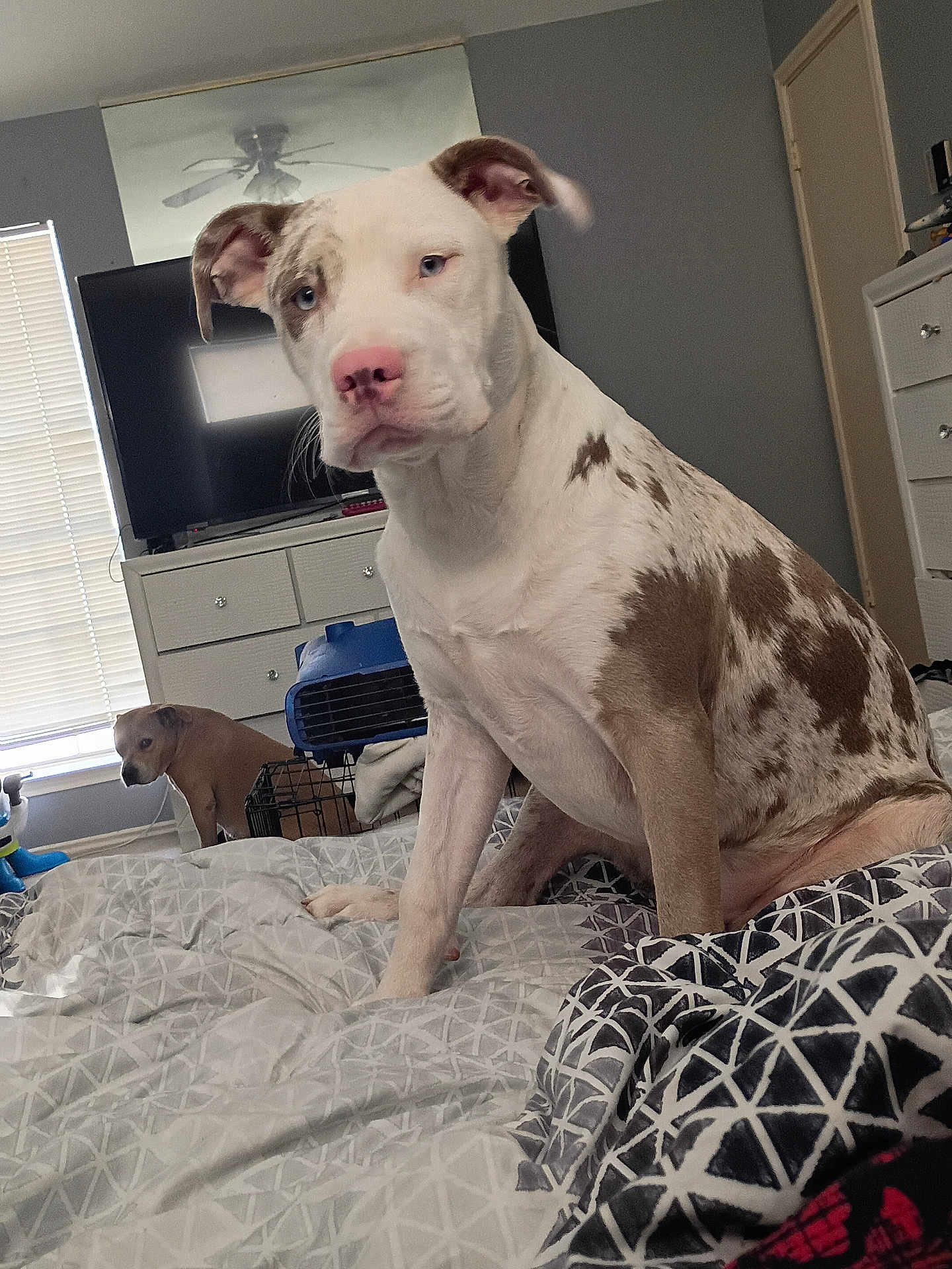 Diamond joined the competition — help win amazing prizes! dog, bed, blanket, furniture, dressed_room, television, mirror, window, curtain, indoor, pet, canine, resting, bedroom, drawer, floor, animal, comfort, spot, pink_nose