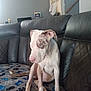 Diamond is registered to the contest to win money with this photo: dog, puppy, blue_eyes, spotted_coat, couch, blanket, game_controller_pattern, indoor, living_room, pet, animal, seated, looking_away, furniture, home, cute, young_dog, ears, nose, paw