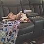 dog, couch, blanket, living_room, relaxed, upside_down, leather, pet, home, interior, floor, slippers, window, curtains, human_leg, casual, resting, comfort, animal, domestic