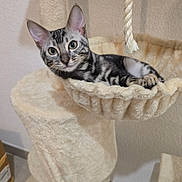Muezza a rejoint le concours — aidez-le/la à gagner de superbes lots ! beige, cat, cat_tree, cozy, domestic_animal, ears, floor, fur, furniture, hammock, indoor, kitten, large_eyes, paws, pet, portrait, rope, stripes, tabby, wall