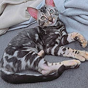 Muezza participe au concours pour gagner de l'argent avec cette photo : blanket, cat, closeup, cozy, cute, ears, fur, green_eyes, indoor, kitten, marbled_pattern, paw, pet, relaxing, resting, sofa, striped, tabby, tail, whiskers
