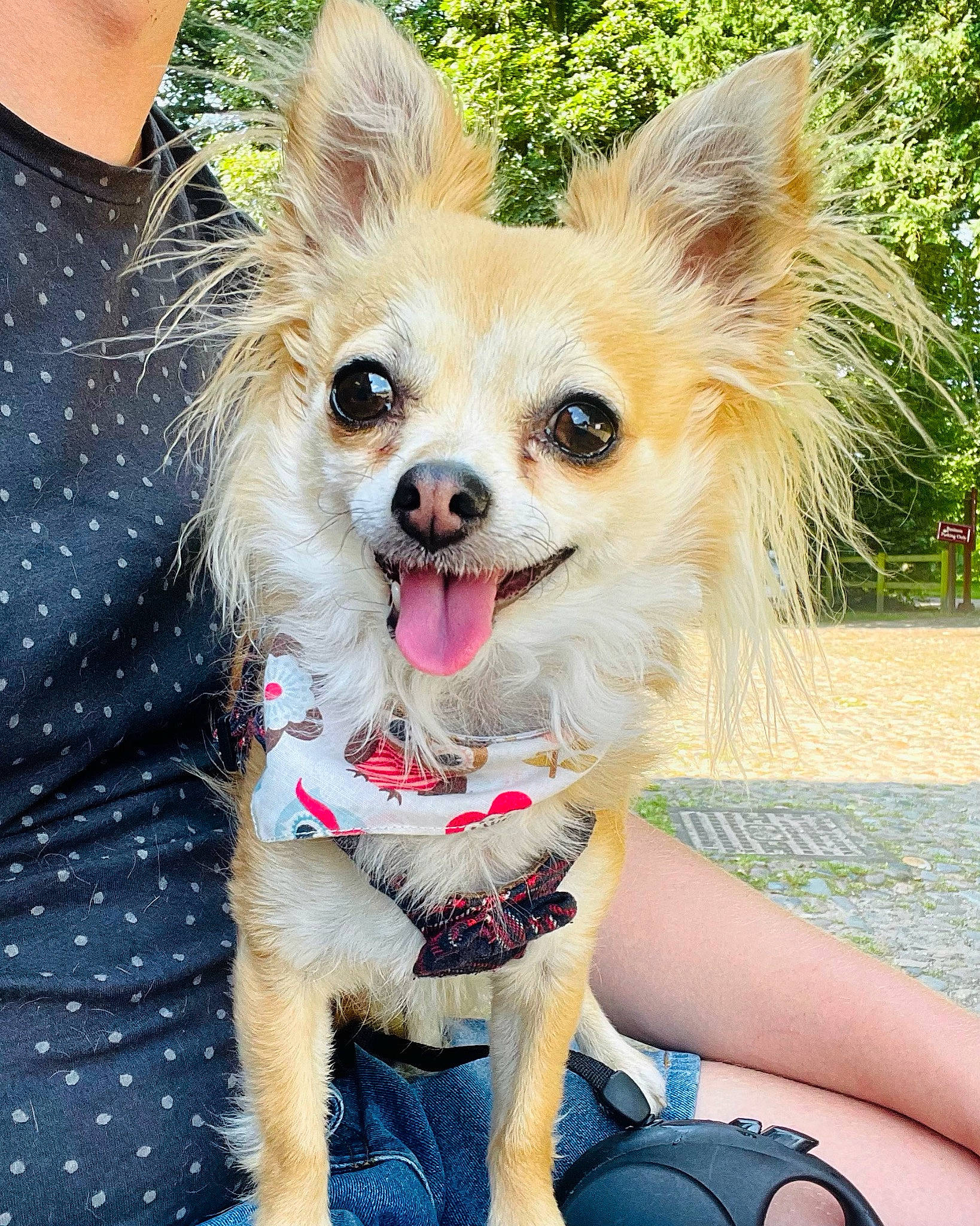 Ellie is registered to the contest to win money with this photo: canidae, carnivore, chihuahua, companion_dog, corgi_chihuahua, dog, dog_breed, dog_supply, fashion_accessory, fawn, fun, fur, grass, happy, papillon, pattern, plant, russkiy_toy, toy_dog, whiskers