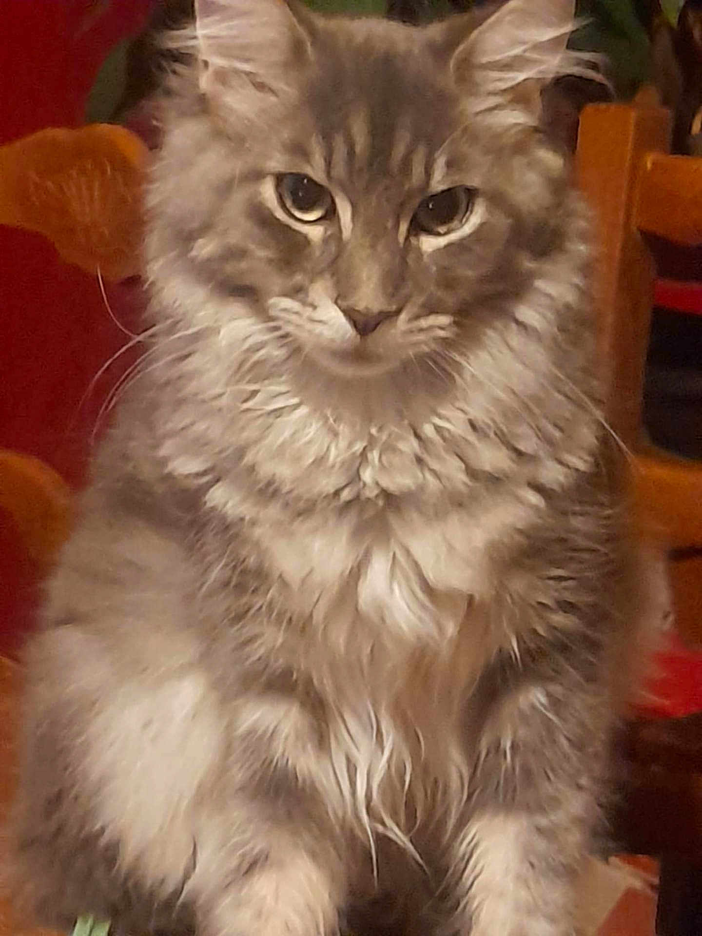 Hades a rejoint le concours — aidez-le/la à gagner de superbes lots ! cat, grey_fur, fluffy, indoor, pet, animal, feline, whiskers, ears, face, fur, sitting, chair, wood, domestic, portrait, looking, closeup, furniture, calm