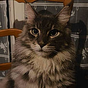 Hades a rejoint le concours — aidez-le/la à gagner de superbes lots ! animal, calm, cat, closeup, curtain, cute, domestic, eyes, feline, fluffy, fur, furniture, indoor, mammal, pet, portrait, sitting, table, whiskers, wooden_chair