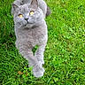 animal, cat, cute, domestic_cat, eyes, feline, fur, garden, grass, gray_cat, greenery, lying_down, mammal, nature, outdoor, pet, playful, relaxed, sunlight, whiskers