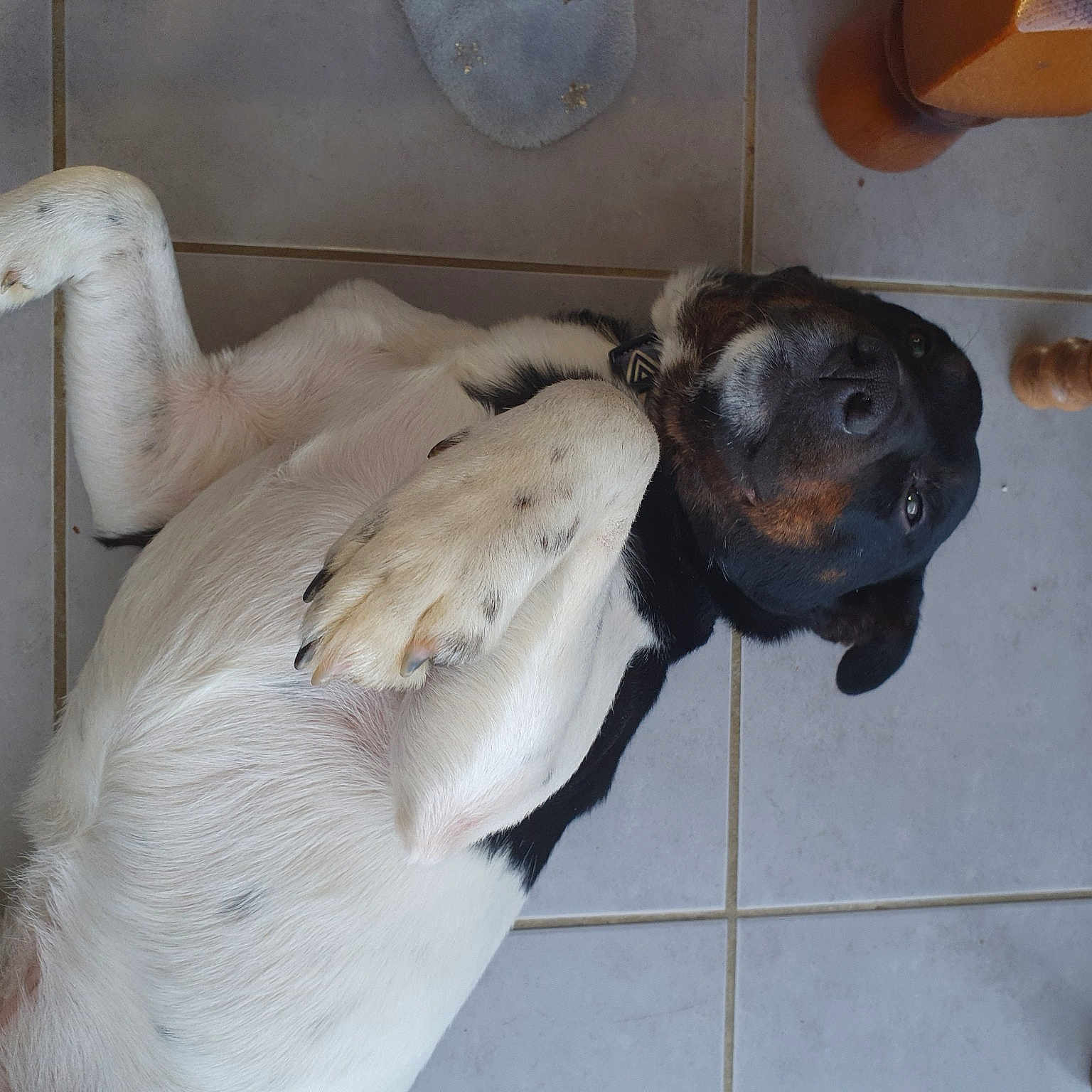 Otis
