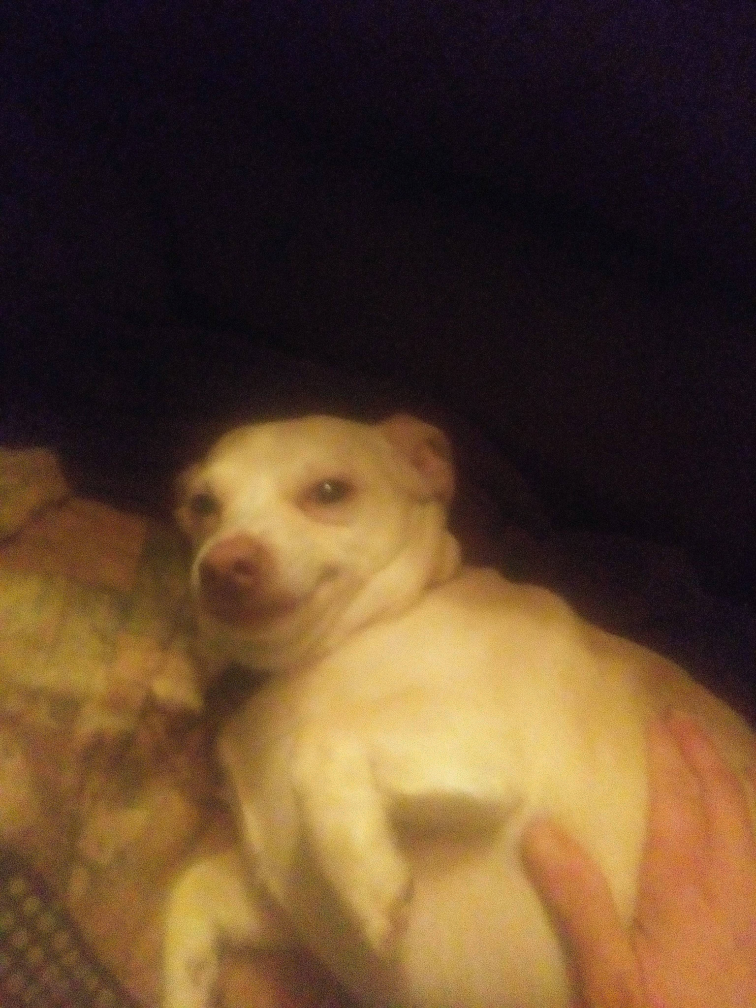 Baby Bear joined the competition — help win amazing prizes! canidae, carnivore, companion_dog, darkness, dog, dog_breed, fawn, fur, non_sporting_group, paw, sporting_group, tail, toy_dog, whiskers, working_animal