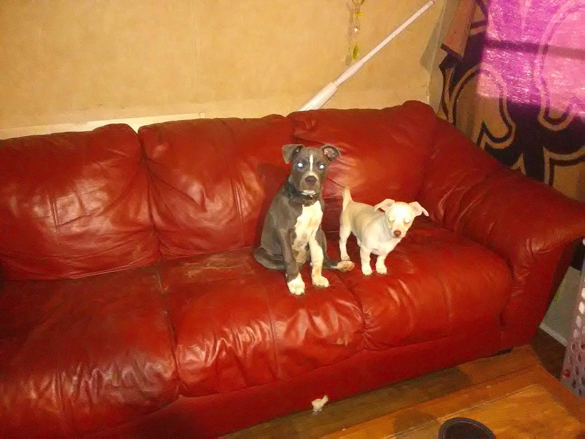 Baby Bear is registered to the contest to win money with this photo: brown, carnivore, comfort, companion_dog, couch, dog, dog_breed, floor, flooring, fur, furniture, hardwood, laminate_flooring, lighting, living_room, room, sofa_bed, studio_couch, wood, wood_flooring