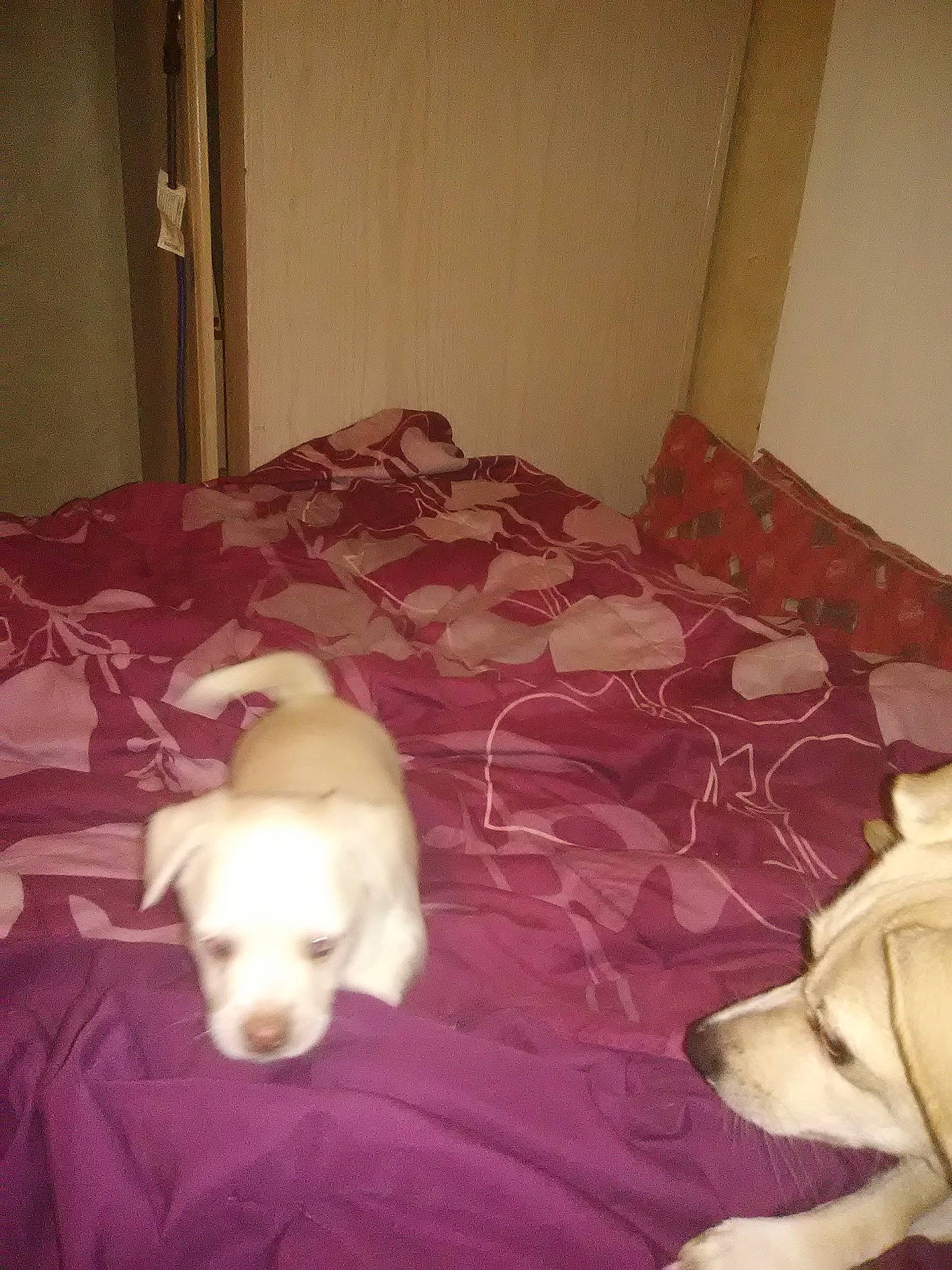 Baby Bear is registered to the contest to win money with this photo: bed, canidae, carnivore, comfort, companion_dog, dog, dog_breed, fawn, felidae, floor, flooring, fur, hardwood, room, sporting_group, tail, toy, vertebrate, wood, working_animal