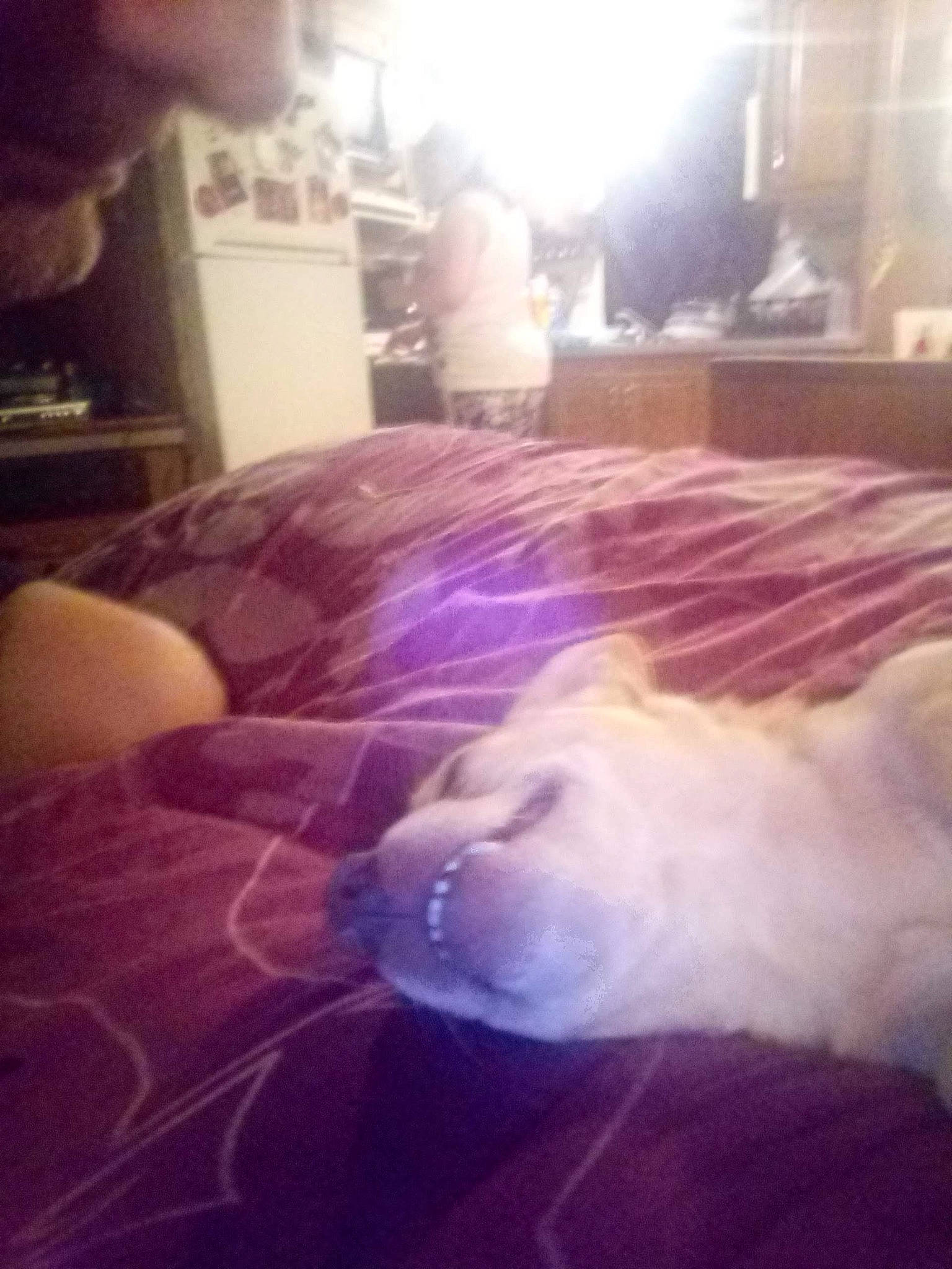 Baby Bear is registered to the contest to win money with this photo: carnivore, cloud, comfort, companion_dog, dog_breed, fawn, felidae, flooring, human_leg, morning, room, selfie, sky, small_to_medium_sized_cats, sporting_group, square, tail, textile, thigh, whiskers