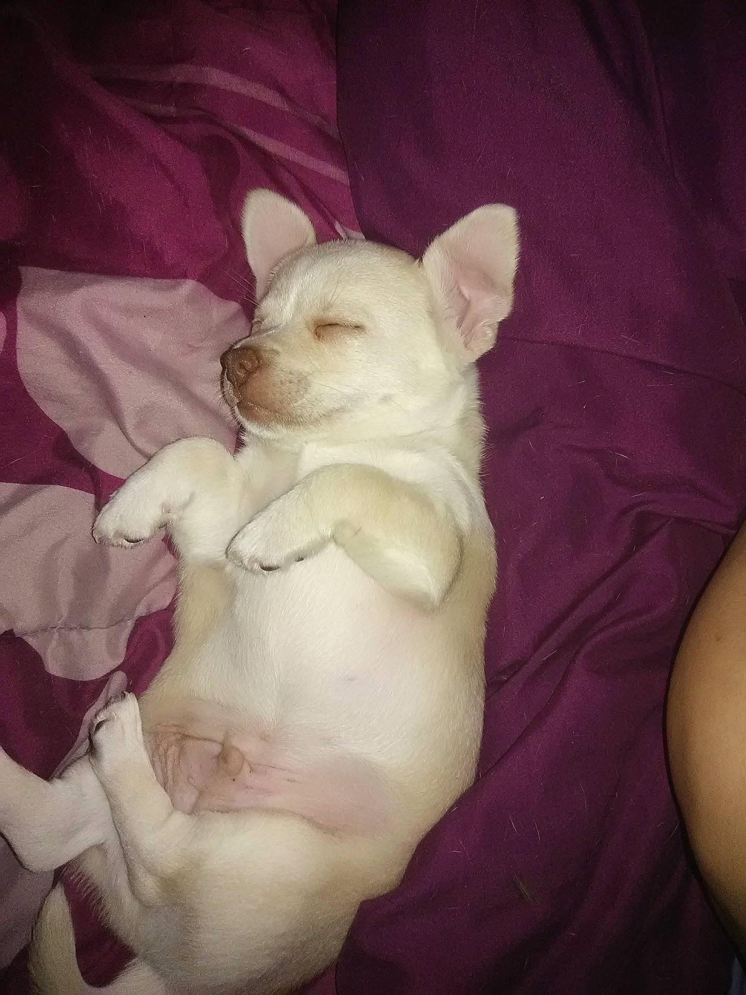 Baby Bear joined the competition — help win amazing prizes! abdomen, canidae, carnivore, comfort, companion_dog, dog, dog_breed, ear, fawn, felidae, fur, nap, paw, pink, puppy_love, small_to_medium_sized_cats, snout, sporting_group, toy_dog, working_animal