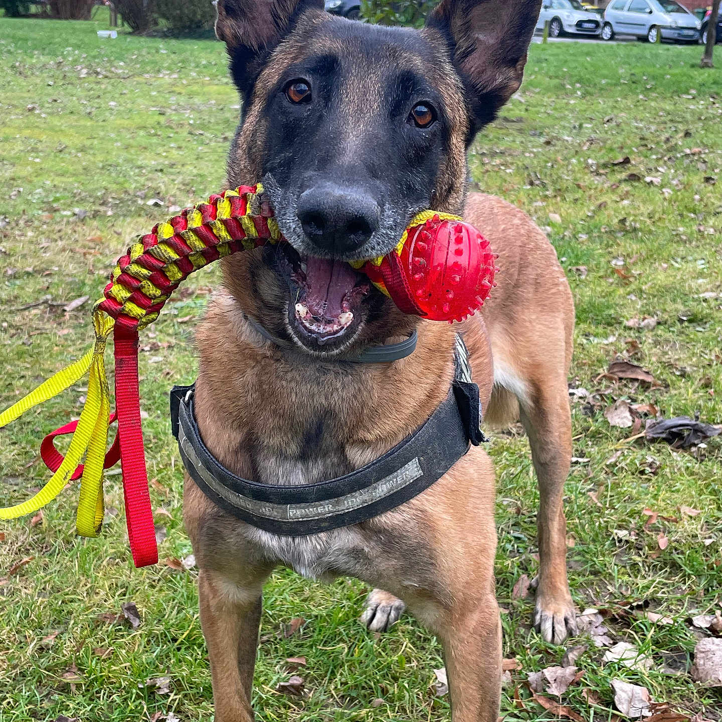 Naya a rejoint le concours — aidez-le/la à gagner de superbes lots ! accessories, animal, architecture, canine, car, dog, germanshepherd, grass, leash, nature, outdoors, person, pet, plant, policedog, strap, transportation, tree, vehicle, yard