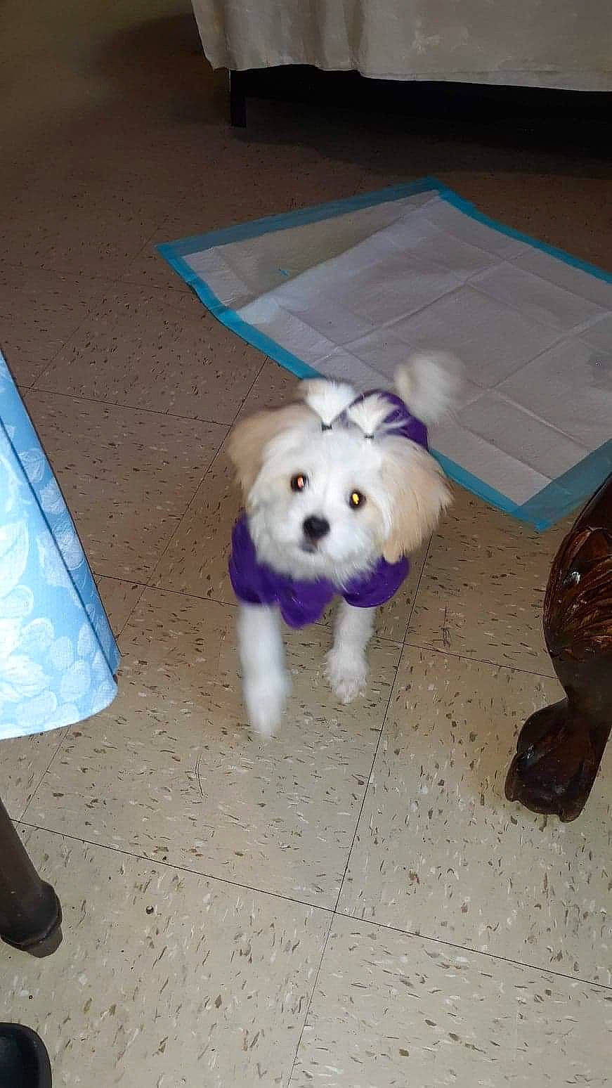 December joined the competition — help win amazing prizes! canidae, carnivore, companion_dog, dog, dog_breed, dog_supply, fashion_accessory, fawn, floor, flooring, fur, maltepoo, paw, pet_supply, snout, spitz, sporting_group, tail, toy_dog, working_animal