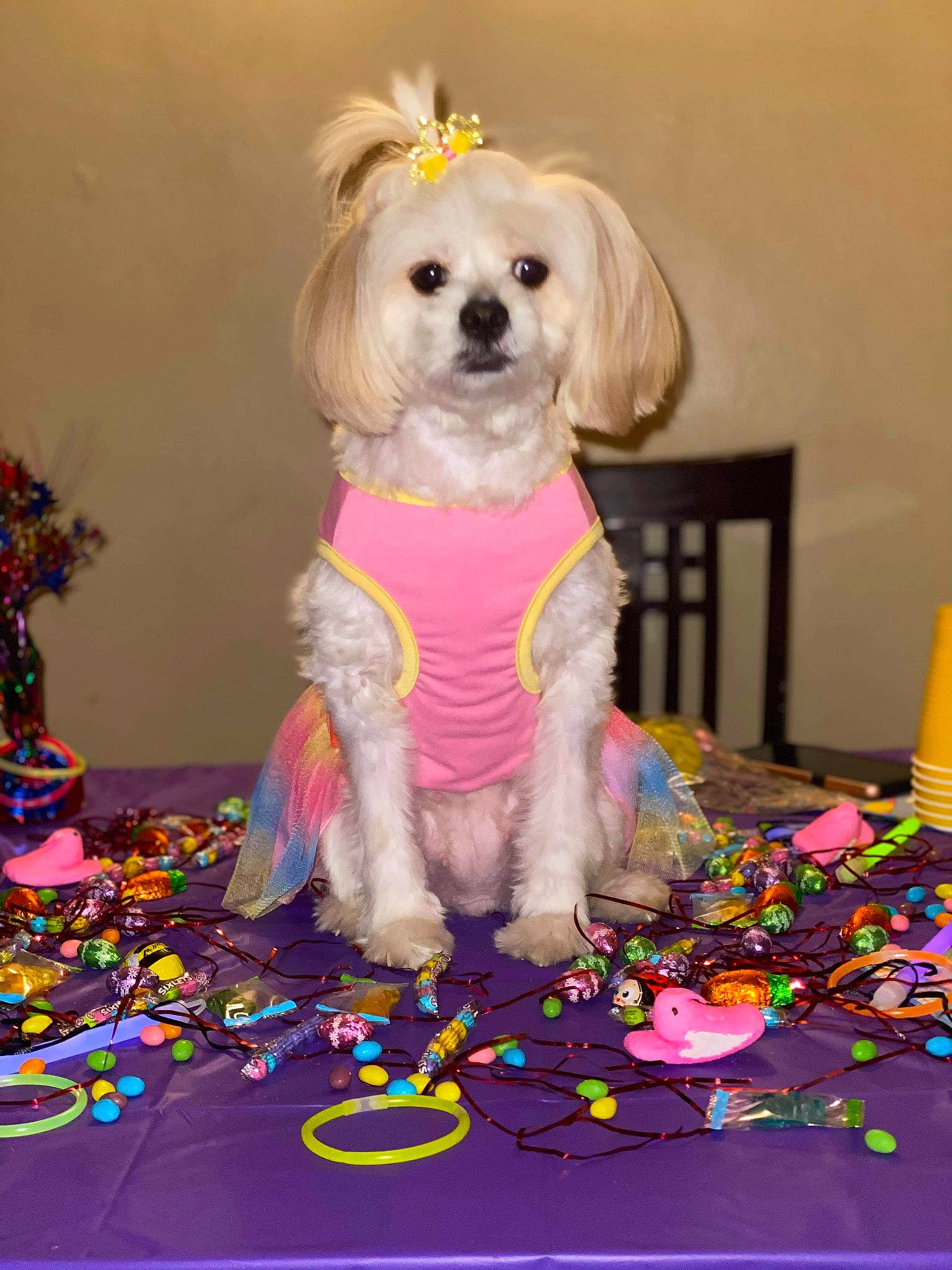 December joined the competition — help win amazing prizes! canidae, carnivore, child, companion_dog, dog, dog_breed, dog_clothes, dog_supply, event, fashion_accessory, fawn, flooring, fur, pet_supply, petal, sporting_group, textile, toy, toy_dog, yellow