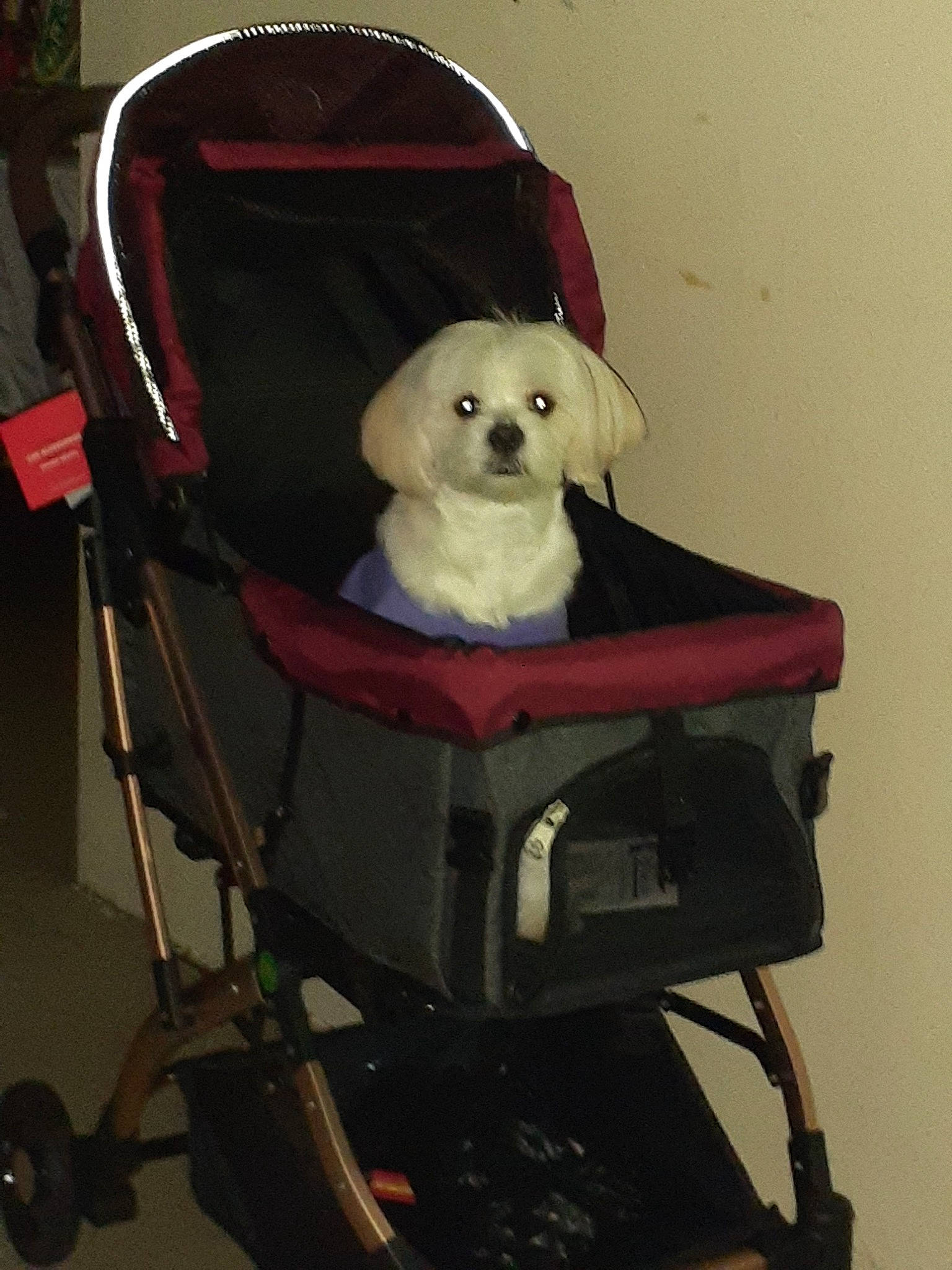 December is registered to the contest to win money with this photo: baby_carriage, baby_products, baby_toys, canidae, carnivore, cart, companion_dog, dog, dog_breed, dog_supply, fashion_accessory, fur, personal_protective_equipment, sitting, sporting_group, stuffed_toy, tire, toy, wheel, working_animal