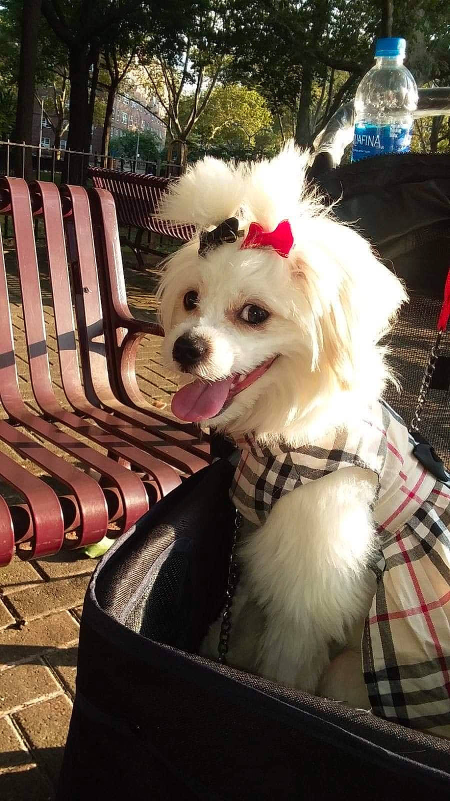 December is registered to the contest to win money with this photo: carnivore, chair, collar, companion_dog, dog, dog_breed, dog_clothes, dog_collar, dog_supply, fawn, outdoor_furniture, pet_supply, plant, small_terrier, snout, sunglasses, tartan, terrier, toy_dog, tree