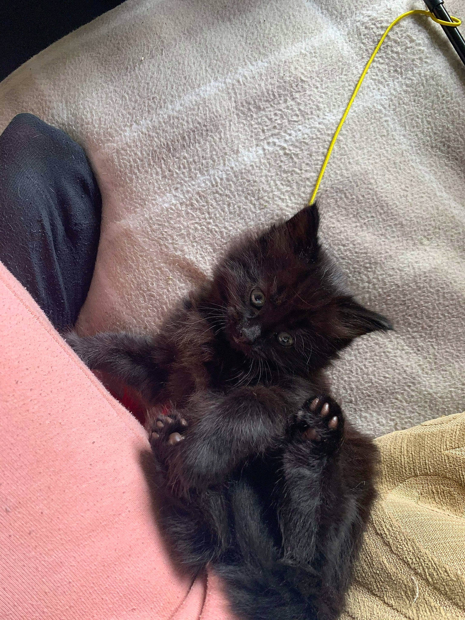 Sierra is registered to the contest to win money with this photo: black_cat, carnivore, cat, claw, comfort, domestic_short_haired_cat, electric_blue, felidae, foot, fur, grey, human_leg, linens, paw, plant, sleeve, small_to_medium_sized_cats, tail, thigh, whiskers