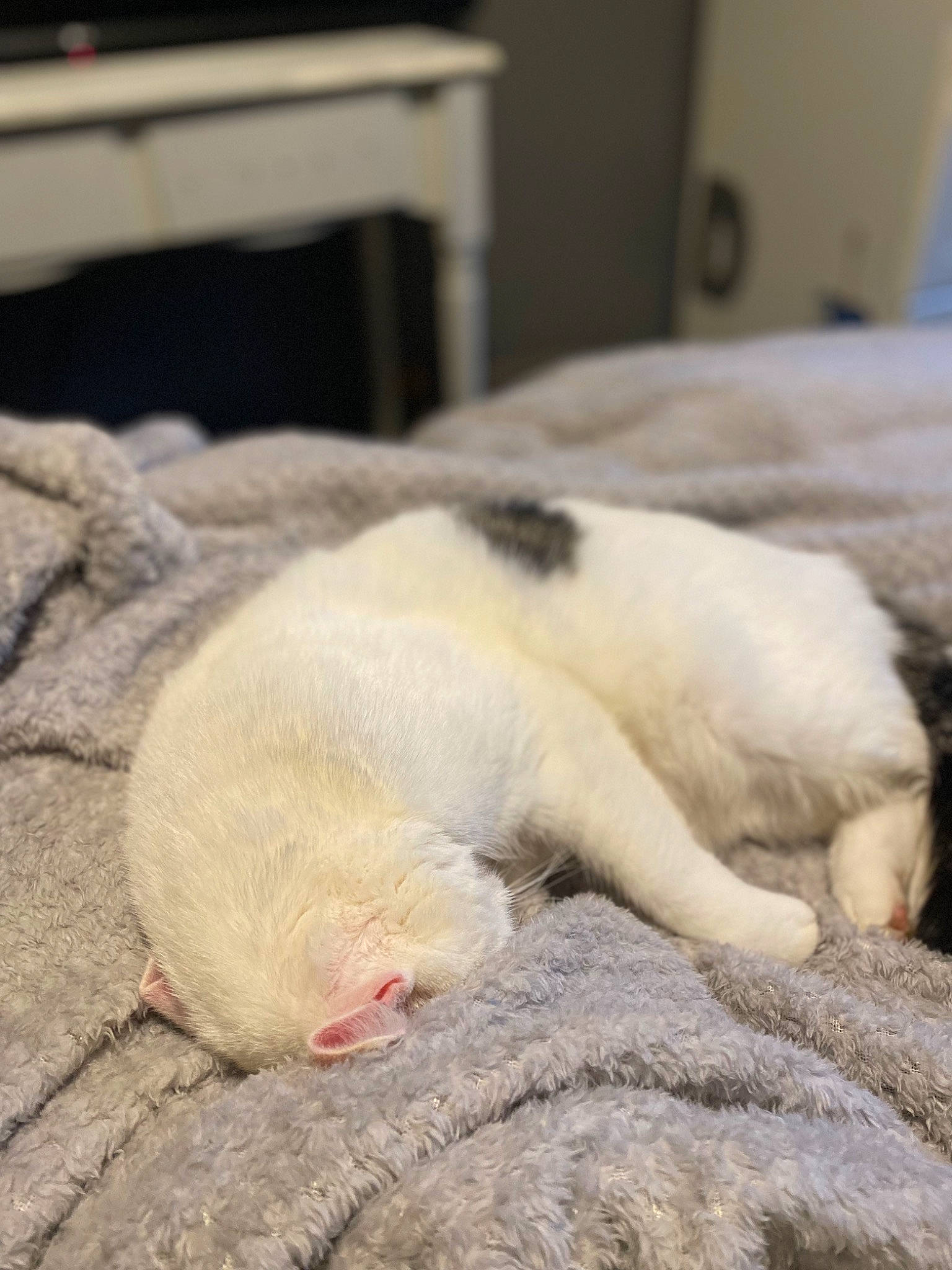 Romeo is registered to the contest to win money with this photo: canidae, carnivore, cat, claw, comfort, companion_dog, dog_breed, fawn, felidae, foot, fur, nap, paw, sleep, small_to_medium_sized_cats, snout, tail, terrestrial_animal, whiskers, wildlife