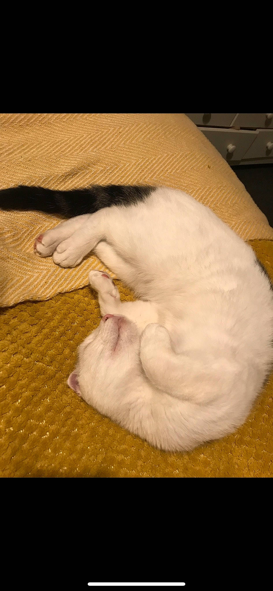 Romeo joined the competition — help win amazing prizes! carnivore, cat, claw, comfort, computer_keyboard, computer_monitor, dog_breed, fawn, felidae, flooring, fur, gesture, hardwood, input_device, paw, peripheral, small_to_medium_sized_cats, tail, whiskers, wood