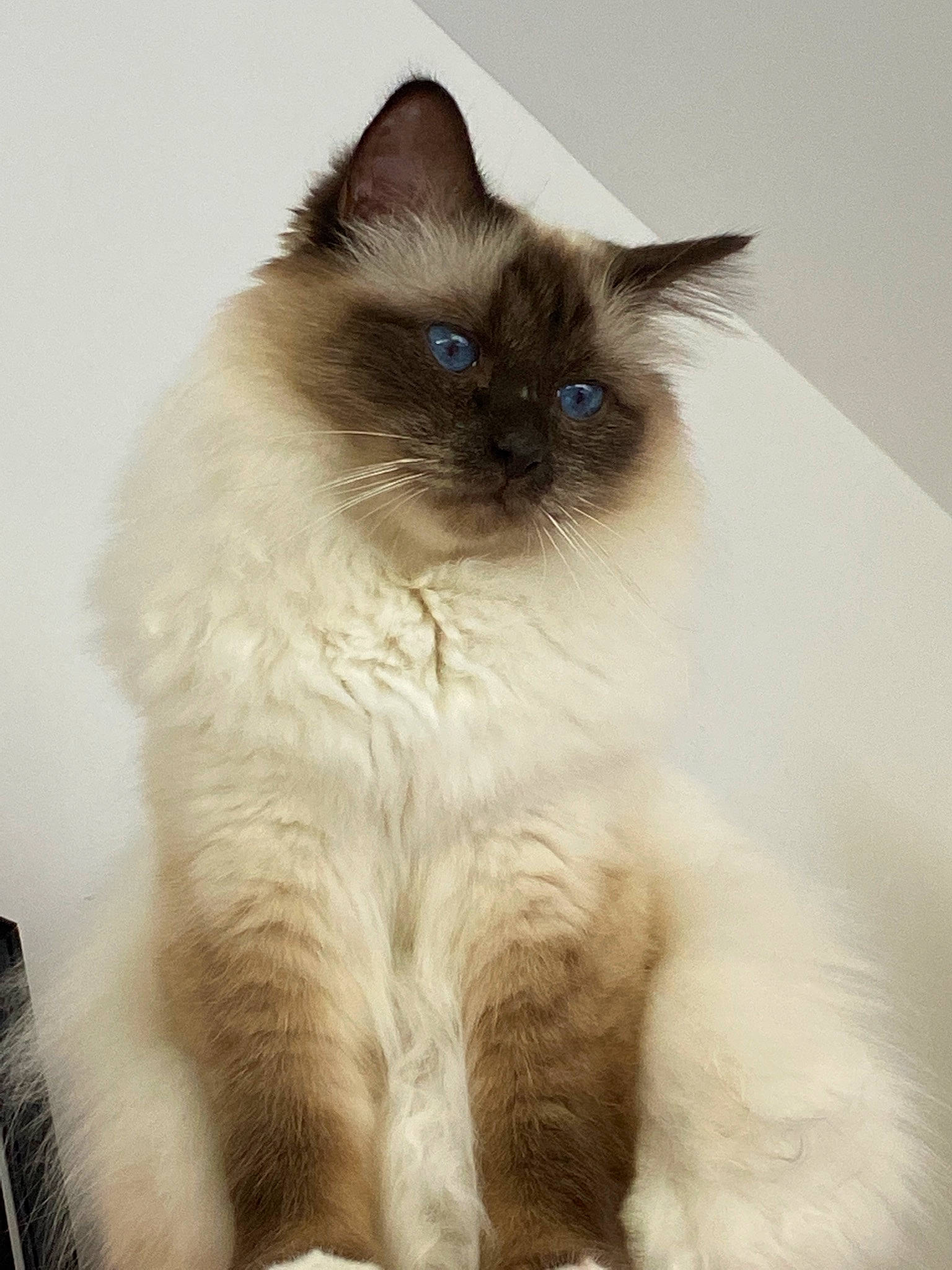 Leonidas participe au concours pour gagner de l'argent avec cette photo : balinese, birman, carnivore, cat, electric_blue, fawn, felidae, fur, iris, ragdoll, siamese, small_to_medium_sized_cats, snout, terrestrial_animal, thai, whiskers