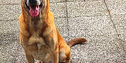 Leonidas participe au concours pour gagner de l'argent avec cette photo : alert, animal, background, brown_coat, canine, companion, daylight, dog, ears, four_legs, friendly, fur, happy, medium_sized, outdoor, pavement, pet, sitting, tail, tongue_out