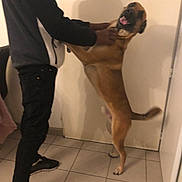 Leonidas a rejoint le concours — aidez-le/la à gagner de superbes lots ! black_pants, black_shoes, brown_dog, casual_clothing, dog, dog_paws, door, floor_tiles, happy_dog, human_dog_interaction, indoor, person, pet, playful, shadow, smiling_dog, standing_dog, tail_wagging, tile_floor, white_and_black_jacket