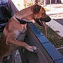 Leonidas a rejoint le concours — aidez-le/la à gagner de superbes lots ! balcony, building, canine, collar, curious, daytime, dog, fence, metal, outdoor, pet, railing, residential, shadow, sidewalk, street, sunlight, tongue_out, trees, urban