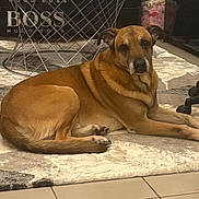 Leonidas participe au concours pour gagner de l'argent avec cette photo : box, brown_dog, carpet, chair_wheel, coffee_table, dog, fur, home_interior, indoors, looking_at_camera, muzzle, office_chair, paws, pet, portrait, relaxed, rug, tail, tile_floor, wire_table
