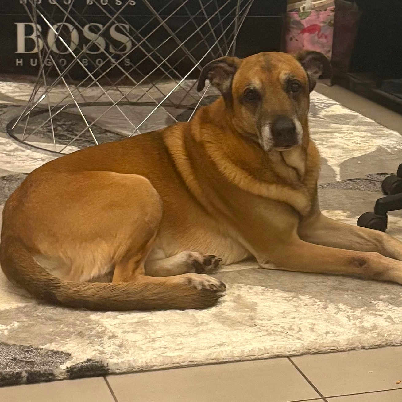 Leonidas participe au concours pour gagner de l'argent avec cette photo : box, brown_dog, carpet, chair_wheel, coffee_table, dog, fur, home_interior, indoors, looking_at_camera, muzzle, office_chair, paws, pet, portrait, relaxed, rug, tail, tile_floor, wire_table