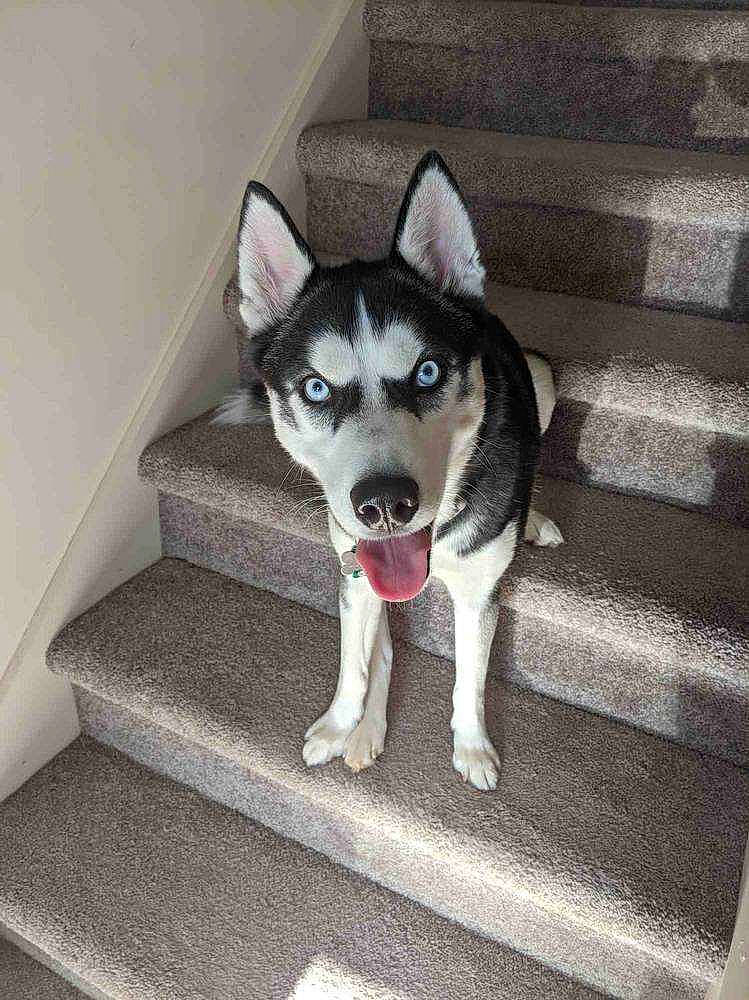 Shyloh joined the competition — help win amazing prizes! canidae, carnivore, dog, dog_breed, grey, sled_dog, snout, stairs, whiskers, working_animal, working_dog