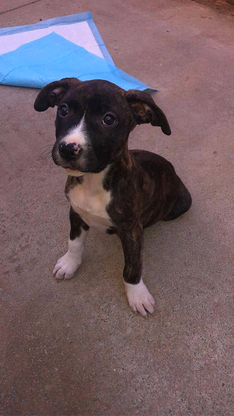 Kenya joined the competition — help win amazing prizes! canidae, carnivore, companion_dog, dog, dog_breed, fawn, floor, flooring, liver, mammal, non_sporting_group, puppy, skin, snout, sporting_group, tail, terrestrial_animal, whiskers, working_animal, working_dog