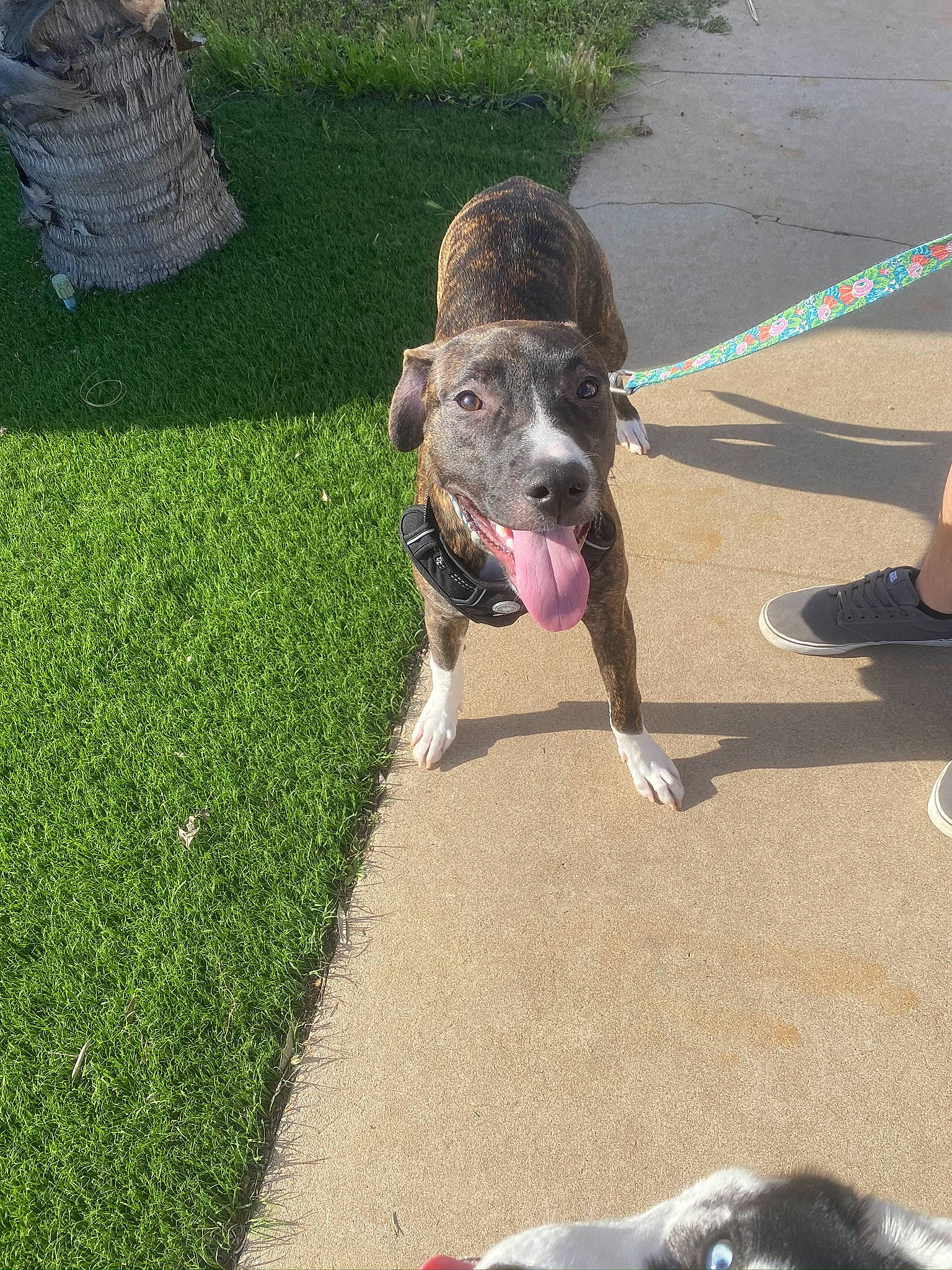 Kenya is registered to the contest to win money with this photo: canidae, carnivore, collar, companion_dog, dog, dog_breed, dog_collar, dog_supply, dog_toy, dog_walking, foot, lawn, leash, paw, pet_supply, snout, sporting_group, vertebrate, walking_shoe, working_animal