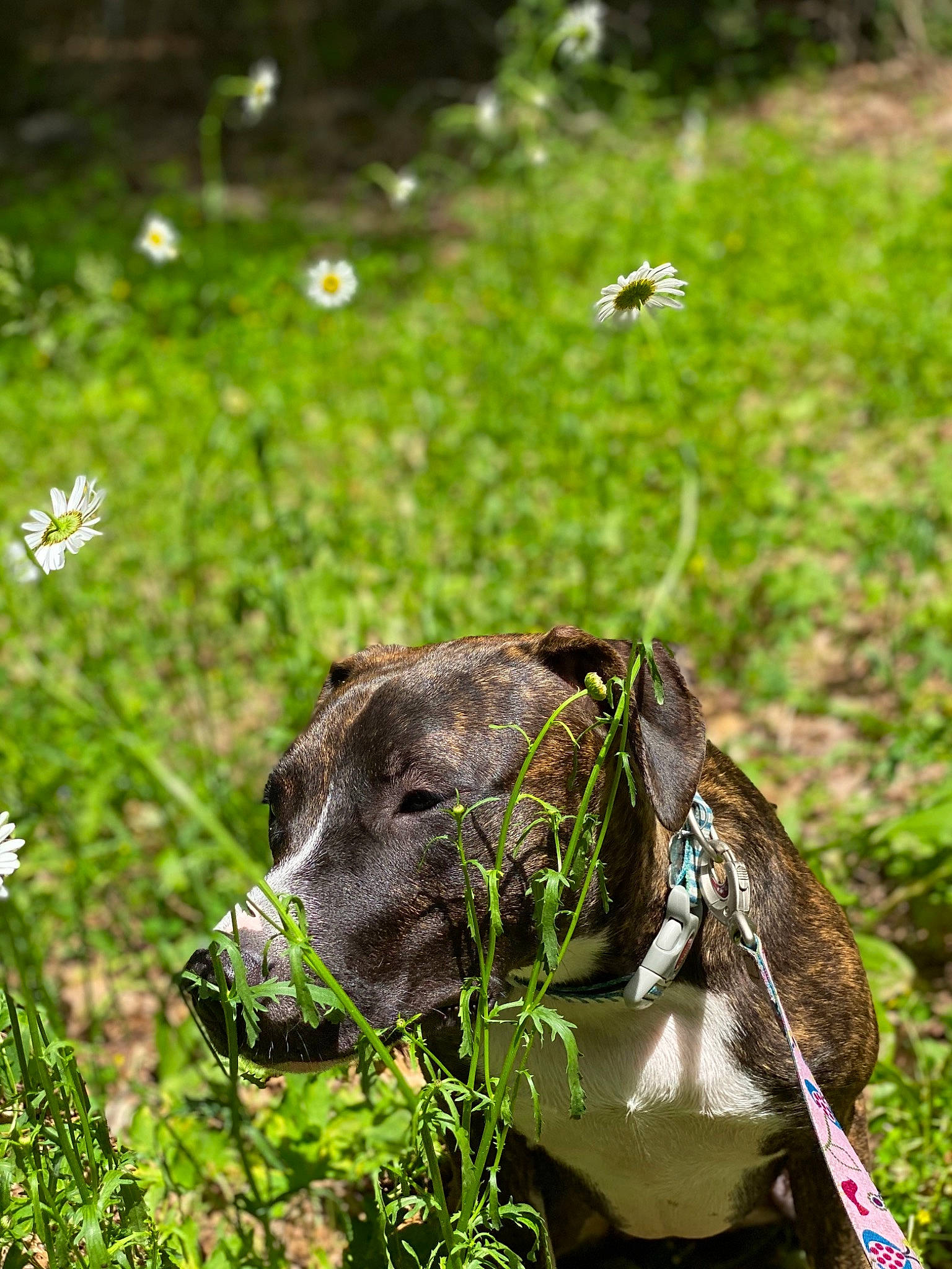Kenya joined the competition — help win amazing prizes! collar, dog_collar, forb, grass_family, grassland, herbaceous_plant, meadow, pack_animal, pasture, pedicel, perennial_plant, prairie, snout, subshrub, terrestrial_animal, wildflower, wildlife, working_animal
