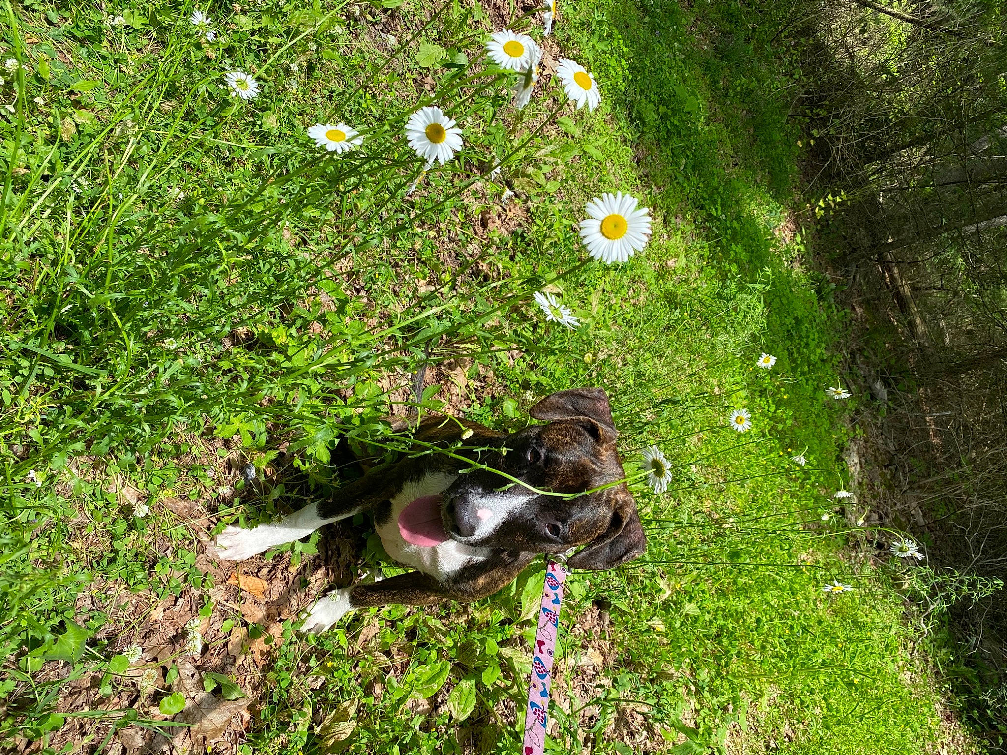 Kenya joined the competition — help win amazing prizes! aster, camomile, canidae, carnivore, chamaemelum_nobile, chamomile, companion_dog, daisy, daisy_family, dog, dog_breed, grass, groundcover, lawn, mayweed, oxeye_daisy, sporting_group, sweet_scabious, working_animal