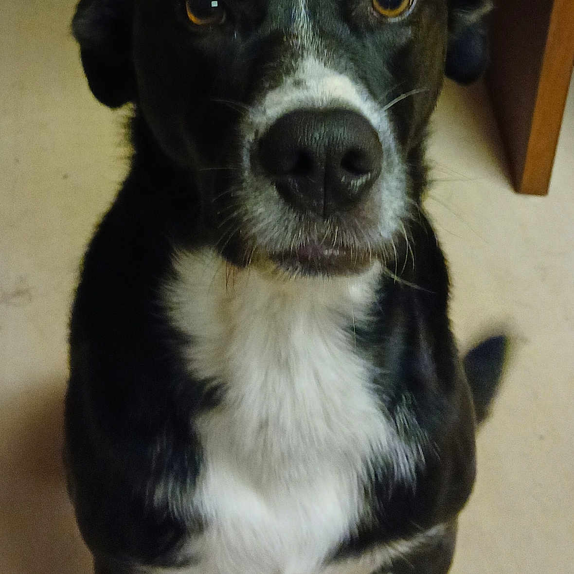 Loki a rejoint le concours — aidez-le/la à gagner de superbes lots ! alert, animal, black_and_white, canine, close_up, companion, cute, dog, domestic, ears, eyes, floor, fur, indoor, looking, nose, pet, portrait, sitting, whiskers