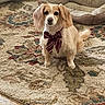 dog, pet, bow_tie, carpet, rug, floor, wood_floor, pet_bed, indoor, animal, small_dog, cute, sitting, fluffy, decor, home, cozy, domestic, furry, attentive