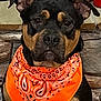 animal, bandana, black, brown, canine, close_up, cute, dog, domestic_animal, ears, expression, face, fur, indoor, looking_at_camera, mammal, orange, pet, portrait, stone_wall