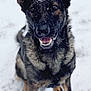 Willow is registered to the contest to win money with this photo: dog, german_shepherd, snow, outdoor, animal, pet, canine, winter, fur, ears, sitting, happy, smiling, closeup, portrait, black_and_tan, snowflakes, alert, nature, cold