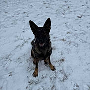 Willow is registered to the contest to win money with this photo: dog, german_shepherd, snow, outdoor, animal, pet, sitting, ears_up, canine, winter, playful, fur, friendly, cold, nature, mammal, paw_prints, looking_up, happy, companion