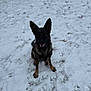 dog, german_shepherd, snow, outdoor, animal, pet, sitting, ears_up, canine, winter, playful, fur, friendly, cold, nature, mammal, paw_prints, looking_up, happy, companion