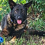 Willow is registered to the contest to win money with this photo: dog, german_shepherd, grass, blue_ball, tongue_out, ears_up, outdoor, greenery, plants, flower, pet, animal, playful, nature, canine, lying_down, collar, happy, sunlight, ground