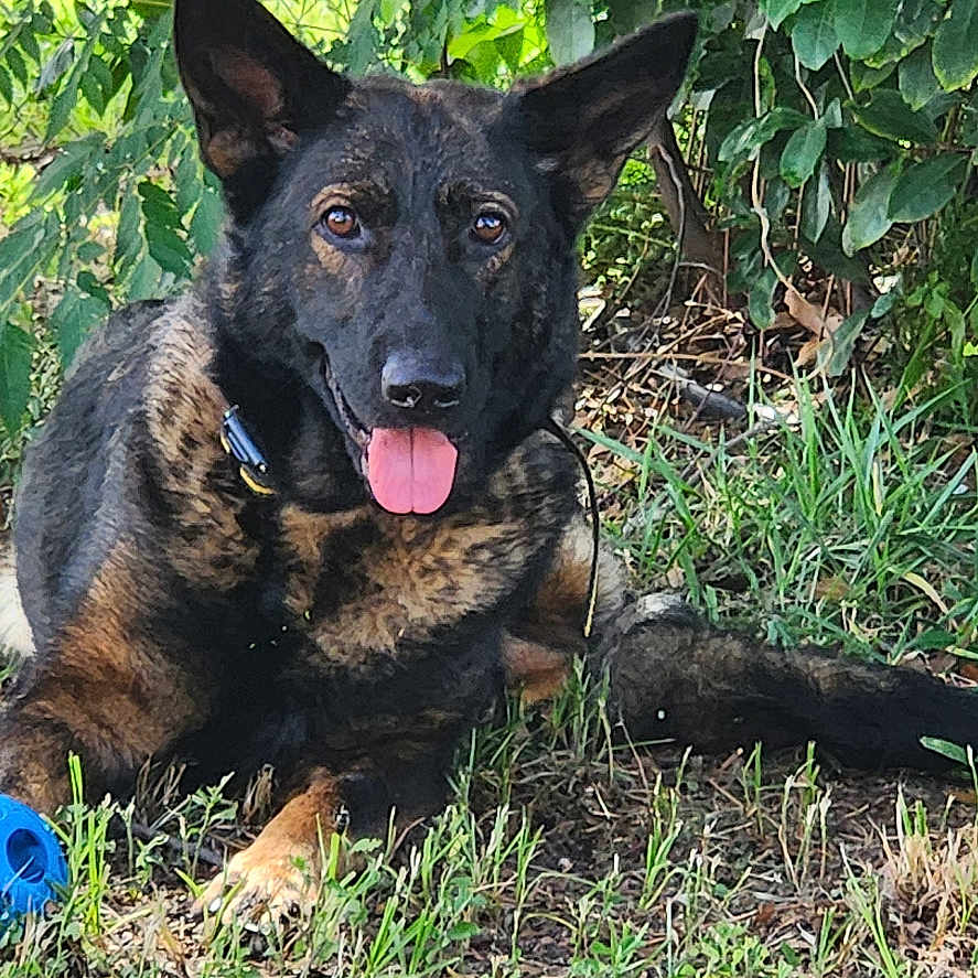Willow is registered to the contest to win money with this photo: animal, blue_ball, canine, collar, dog, ears_up, flower, german_shepherd, grass, greenery, ground, happy, lying_down, nature, outdoor, pet, plants, playful, sunlight, tongue_out