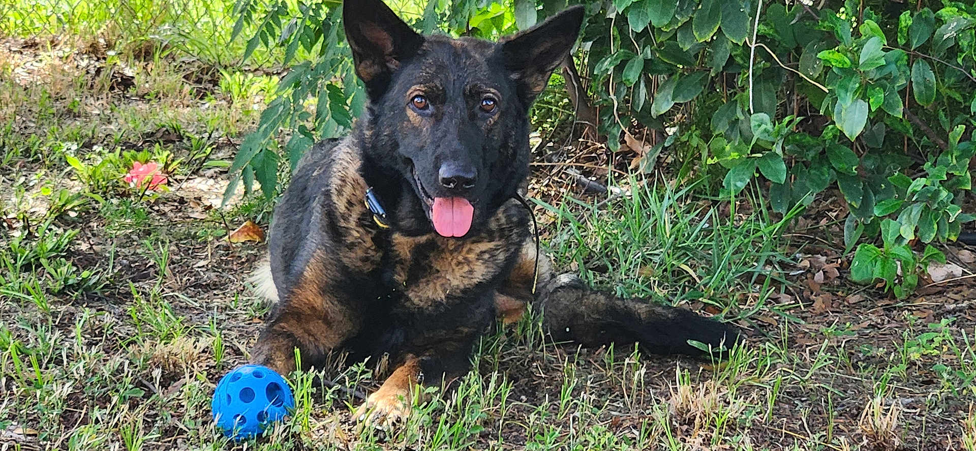 Willow is registered to the contest to win money with this photo: dog, german_shepherd, grass, blue_ball, tongue_out, ears_up, outdoor, greenery, plants, flower, pet, animal, playful, nature, canine, lying_down, collar, happy, sunlight, ground