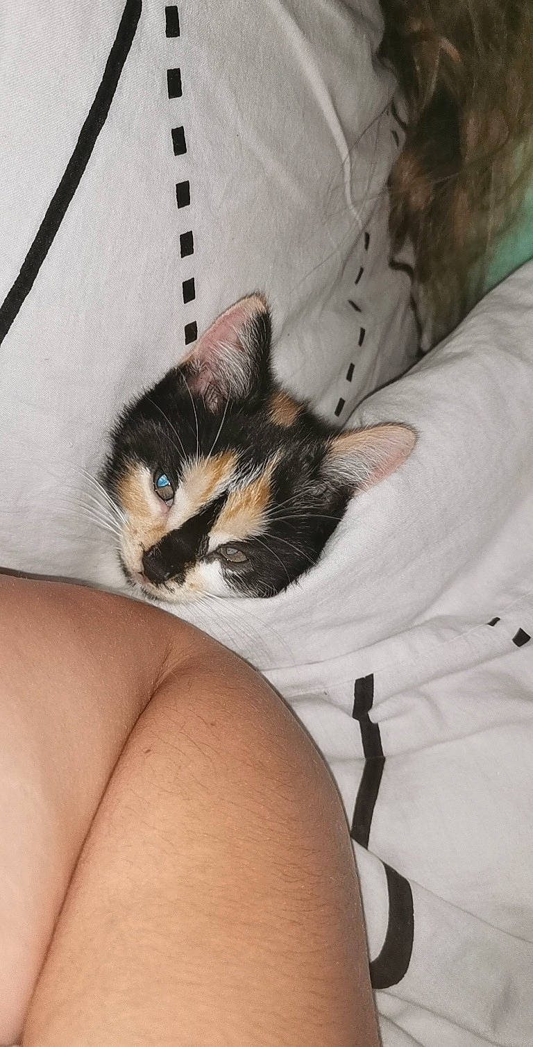 Ezia participe au concours pour gagner de l'argent avec cette photo : beige, blanket, carnivore, cat, comfort, couch, domestic_short_haired_cat, felidae, linens, skin, small_to_medium_sized_cats, tan, whiskers