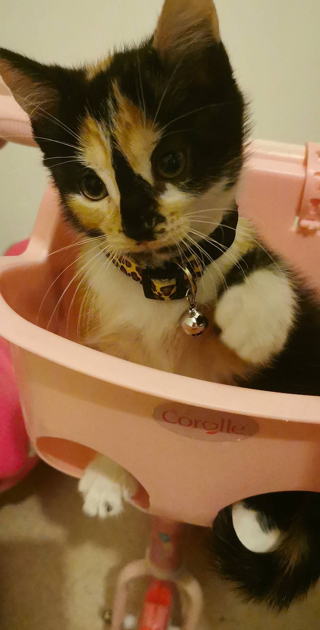 Ezia a rejoint le concours — aidez-le/la à gagner de superbes lots ! carnivore, cat, cat_supply, ceramic, collar, domestic_short_haired_cat, felidae, fur, pet_supply, small_to_medium_sized_cats, snout, vertebrate, whiskers