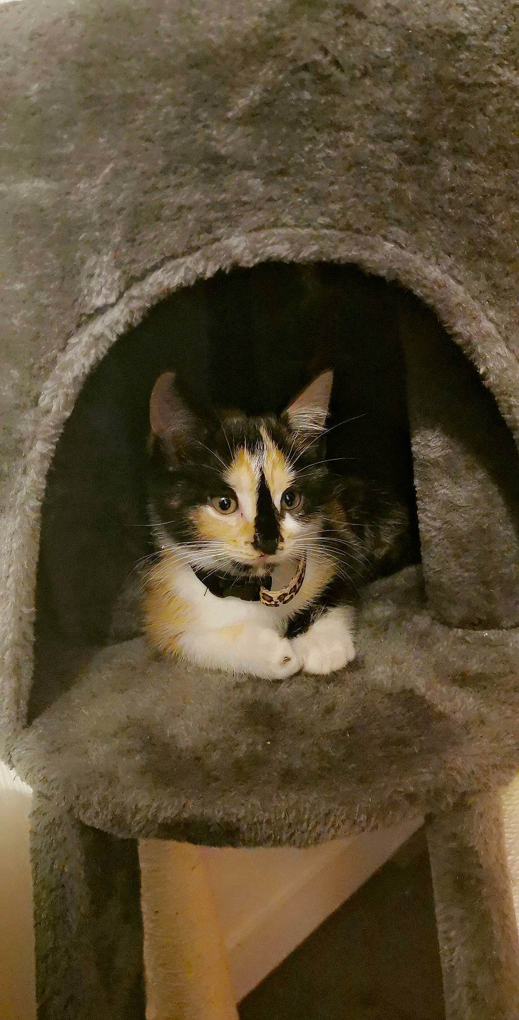 Ezia a rejoint le concours — aidez-le/la à gagner de superbes lots ! arch, carnivore, cat, cat_furniture, cat_supply, domestic_short_haired_cat, felidae, fur, grey, pet_supply, small_to_medium_sized_cats, snout, tail, vertebrate, whiskers