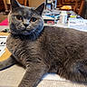 Maya participe au concours pour gagner de l'argent avec cette photo : animal, bottle, cat, closeup, curious, dining_room, domestic_cat, feline, fur, gray_cat, indoor, laying_down, orange_eyes, papers, pet, relaxed, table, whiskers, wooden_cabinet, wooden_chair