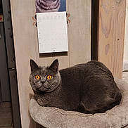 Maya participe au concours pour gagner de l'argent avec cette photo : animal, calendar, cat, cat_bed, cat_photo, cozy, curious, cute, domestic_cat, feline, fur, gray_cat, home, indoor, looking, orange_eyes, pet, resting, vintage_cars_sign, wooden_panel