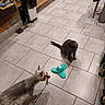animal, butterfly_toy, cat, companion, curious, cute, dog, domestic, floor, fur, gray_cat, household, indoor, kitchen, pet, playful, small_dog, tile_floor, toy, watching