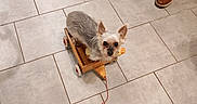 Lana a rejoint le concours — aidez-le/la à gagner de superbes lots ! cat_toys, companion, curious, cute, dog, domestic, floor_tiles, furniture, indoor, leash, person, pet, playful, scratching_post, shoes, small_dog, string, tile_floor, toy, wooden_wagon
